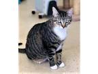 Belle, Domestic Shorthair For Adoption In Rio Rancho, New Mexico