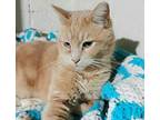 Truman, Domestic Mediumhair For Adoption In Buhl, Idaho