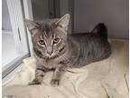 Hubble, Domestic Shorthair For Adoption In Geneseo, Illinois