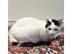 Candy Star, Domestic Shorthair For Adoption In Key West, Florida