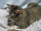 Bobbie, Domestic Shorthair For Adoption In Maize, Kansas