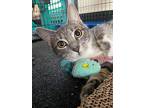 Pixie, Domestic Shorthair For Adoption In Woodway, Texas