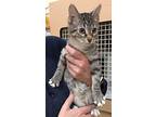 Izzy, Domestic Shorthair For Adoption In Maize, Kansas