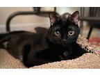Melo, Domestic Shorthair For Adoption In Jackson Heights, New York