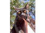 Lizard, Domestic Shorthair For Adoption In Woodway, Texas