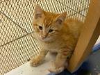 Starlite, Domestic Shorthair For Adoption In Grand Junction, Colorado