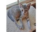Delilah, Domestic Shorthair For Adoption In Raleigh, North Carolina