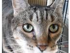 Cassie, Domestic Shorthair For Adoption In Maize, Kansas