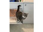 Stormy, Domestic Shorthair For Adoption In Jacksonville, North Carolina