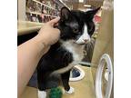 Jackson, Domestic Shorthair For Adoption In San Bernardino, California