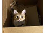 Snickerdoodle, Domestic Shorthair For Adoption In Jackson Heights, New York