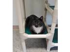 Franklin, Domestic Shorthair For Adoption In Geneseo, Illinois