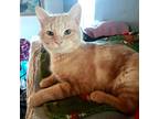 Ugo, Domestic Shorthair For Adoption In Buhl, Idaho