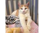 Daisy Cat, Domestic Shorthair For Adoption In Carrollton, Texas