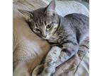 Lily, Domestic Shorthair For Adoption In Rogers, Arkansas