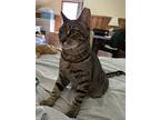 Daniel, Domestic Shorthair For Adoption In Rochester, New York