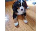 Bernese Mountain Dog Puppy for sale in Leetonia, OH, USA