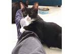 Frank, Domestic Shorthair For Adoption In Raleigh, North Carolina