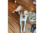 Bradley, Terrier (unknown Type, Medium) For Adoption In Oakhurst, New Jersey