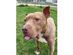 Dudley, American Pit Bull Terrier For Adoption In Bingham Farms, Michigan