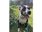 Tommy, American Staffordshire Terrier For Adoption In Baltimore, Maryland