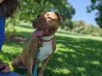 Carmen, Staffordshire Bull Terrier For Adoption In Denver, Colorado