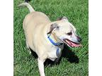 Duke, Terrier (unknown Type, Medium) For Adoption In Antioch, California