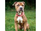 Brody, American Pit Bull Terrier For Adoption In Baltimore, Maryland