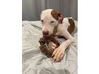 Teddy, American Staffordshire Terrier For Adoption In Baltimore, Maryland