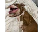 Tallulah, American Pit Bull Terrier For Adoption In Baltimore, Maryland