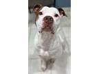 Ghost, American Pit Bull Terrier For Adoption In Baltimore, Maryland