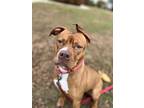 Cherry, American Staffordshire Terrier For Adoption In Baltimore, Maryland
