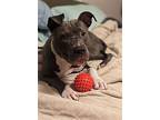 Diamond, American Pit Bull Terrier For Adoption In Baltimore, Maryland