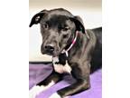 Carmen, American Pit Bull Terrier For Adoption In Rio Rancho, New Mexico