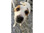 Journee, Jack Russell Terrier For Adoption In Bryson City, North Carolina