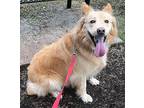 Andy, Golden Retriever For Adoption In Charleston, Tennessee