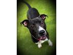 Patches, Labrador Retriever For Adoption In Youngsville, North Carolina