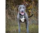 Chance, American Pit Bull Terrier For Adoption In Baltimore, Maryland