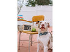 Nicholas, American Pit Bull Terrier For Adoption In Rio Rancho, New Mexico