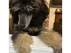 Mutt Puppy for sale in Rogersville, TN, USA
