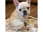 French Bulldog Puppy for sale in Williamsville, MO, USA