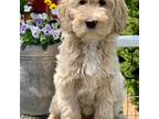 Australian Labradoodle Puppy for sale in Washington, NC, USA