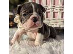 Bulldog Puppy for sale in Moreno Valley, CA, USA