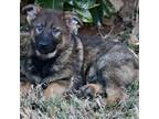 German Shepherd Dog Puppy for sale in Cumming, GA, USA