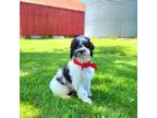 Mutt Puppy for sale in Centerville, IA, USA