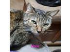 Adopt Baby Hope (call [phone removed]) a Torbie, Tabby