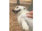 Adopt Gracie --- Oakhurst California a Terrier
