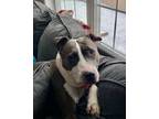 Adopt Jenny a Pit Bull Terrier