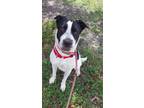 Adopt ANTOINETTE a Pointer, Mixed Breed