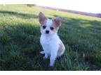 Chihuahua Puppy for sale in Kirksville, MO, USA
